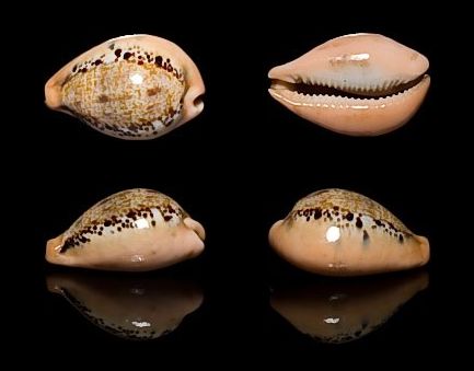  p>玉女宝螺(学名:austrasiatica hungerfordi hungerfordi)是 a href