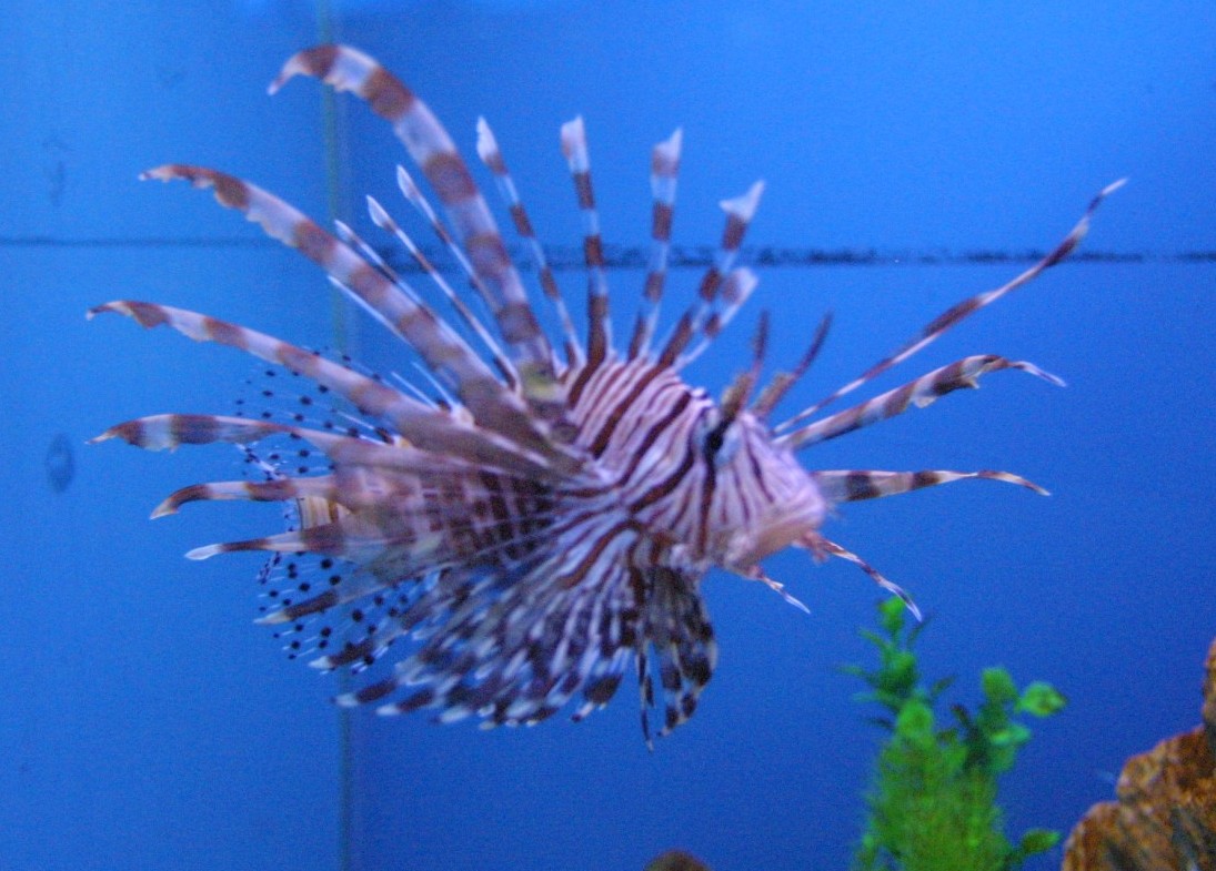  p data-id="gnwkgxzcwl">毒鲉,也称鬼蚰,海蝎子,虾虎子,石头鱼,是毒