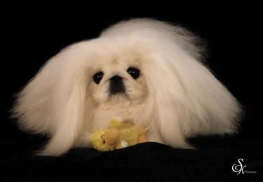 greatest american dog