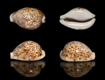花豹宝螺