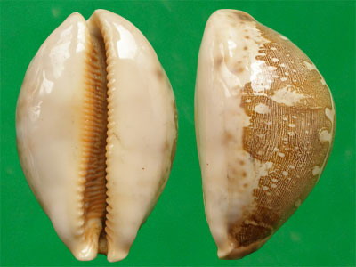  p>地图宝螺(学名:leporicypraea mappa mappa)是