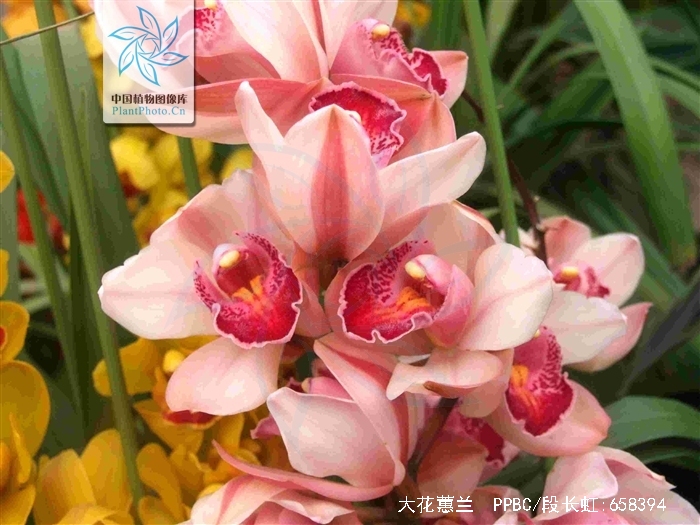  p>大花蕙兰(学名: i>cymbidium hybrid  /i>)是兰科,兰属园艺种,由