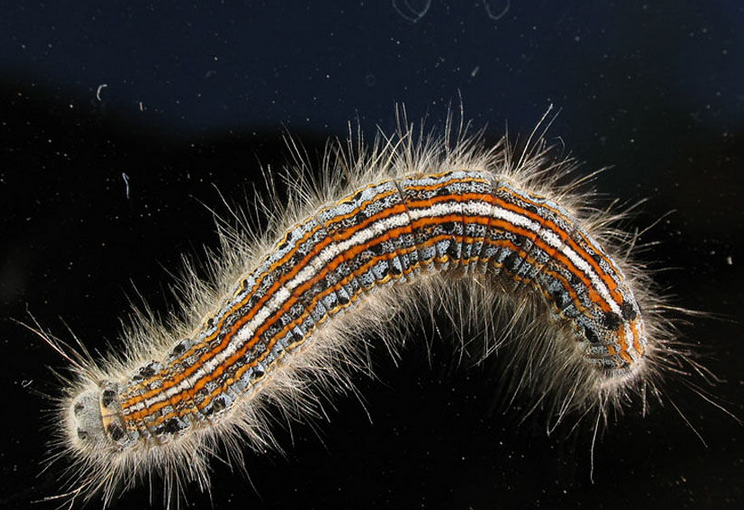  p>天幕毛虫, i>malacosoma neustria testacea /i> motsch,为 a href