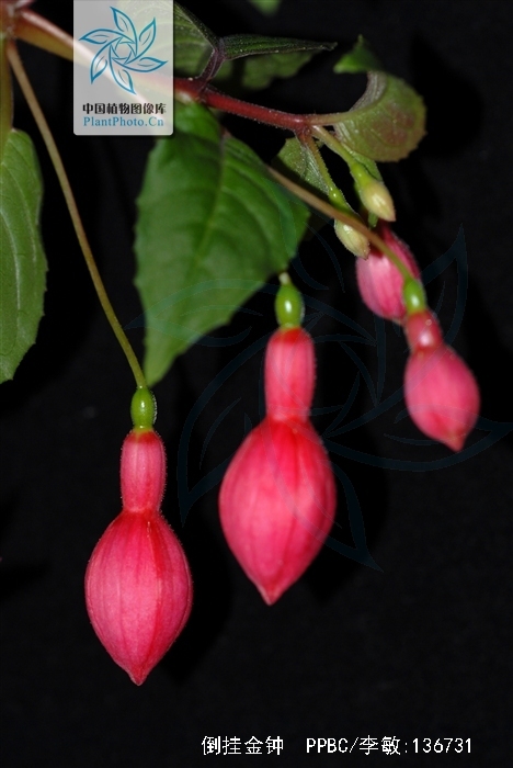 p>倒挂金钟(拉丁学名: i>fuchsia hybrida  /i>hort. ex sieb.