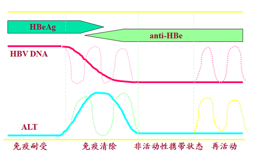 乙肝大三阳
