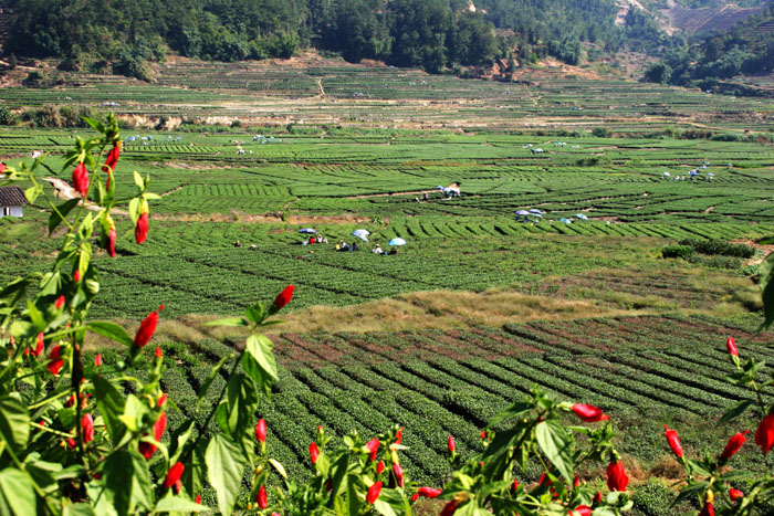 县,广义上属于 a target="_blank" href="/item/漳州平原/2347292"