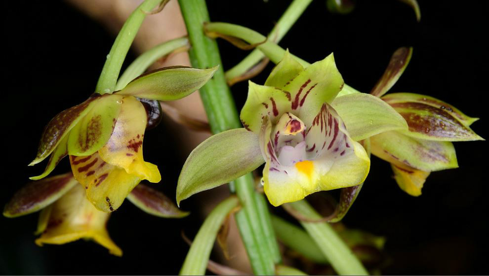  p>美花美冠兰(学名: i>eulophia pulchra /i>  (thou.) lindl.