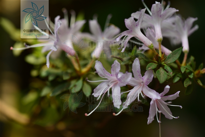  p>亮毛杜鹃(学名: i>rhododendron microphyton /i> franch.