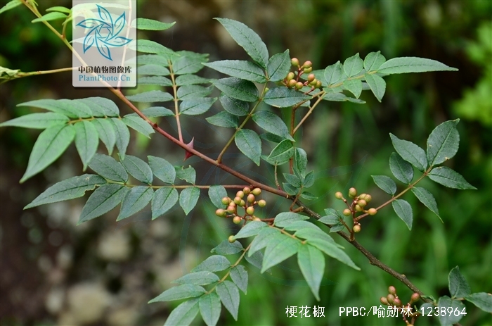  p>梗花椒(学名: b>zanthoxylum /b>  b>stipitatum /b> huang)是芸香