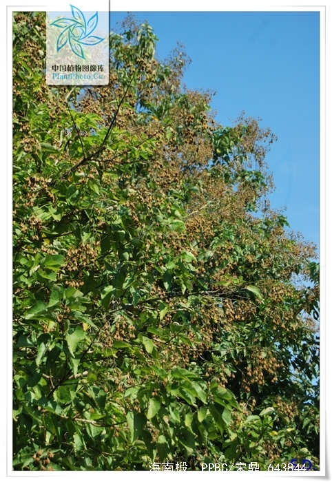  p>海南椴(学名: i>hainania trichosperma /i> merr.
