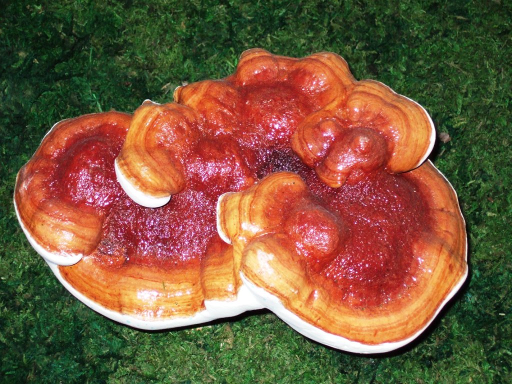  p>粗柄假芝担子果一年生,有柄,木栓质到木质,菌盖略圆形, 3-13cm,厚8