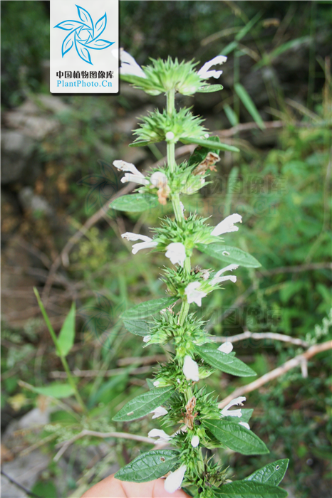  p> b>绉面草 /b>(学名: b> i>leucas zeylanica /i> /b>),为唇形科