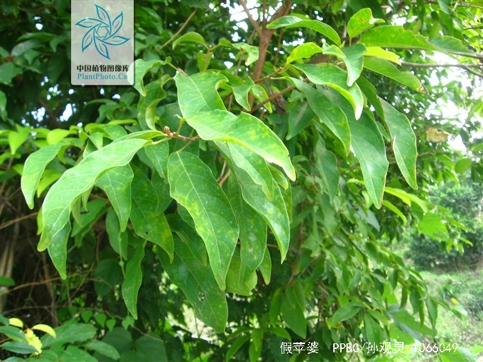  p>假苹婆(学名: i>sterculia lanceolata /i> cav.