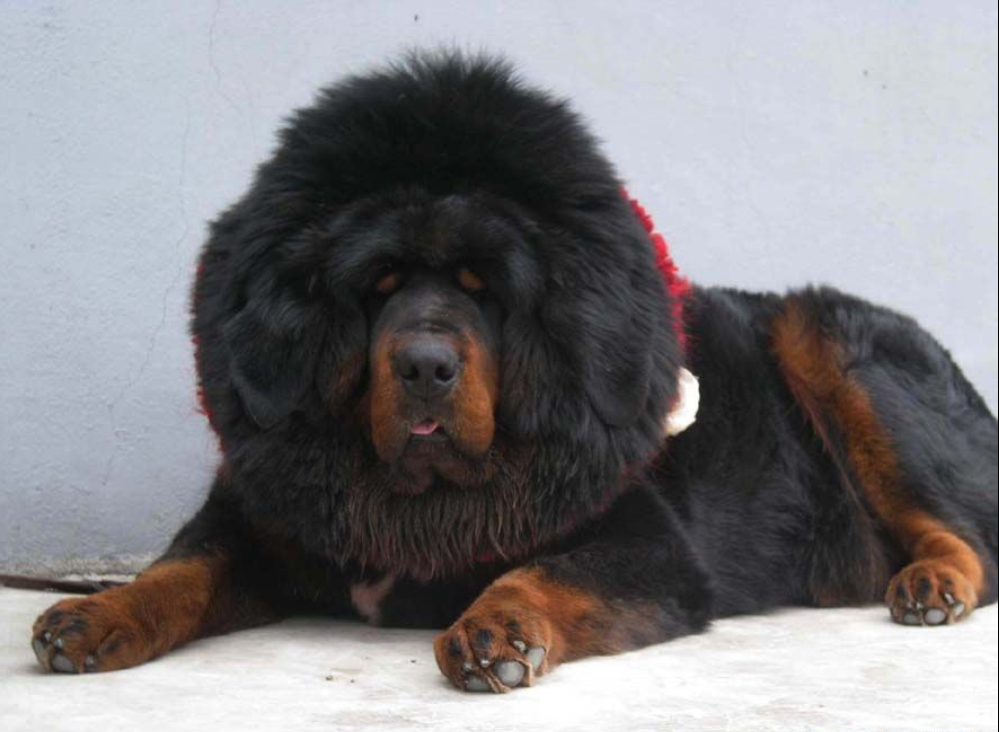  p data-id="gnvez2l6fw">苍猊犬(tibetan mastiff), a target="