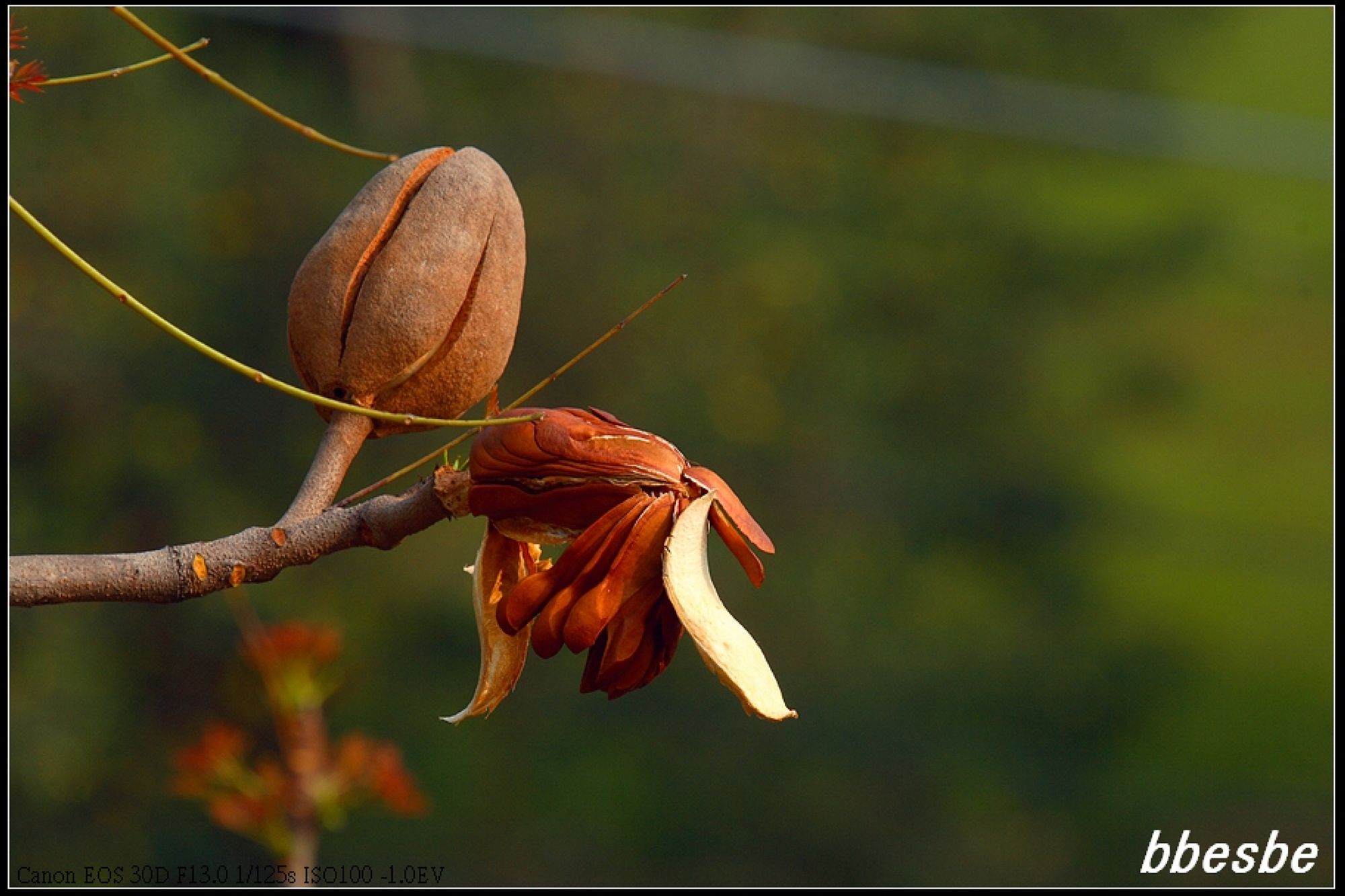  p>黄花稔,中药名.