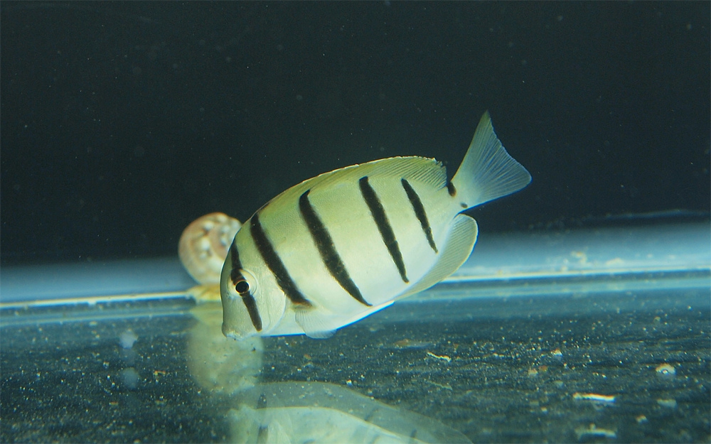  p>横带刺尾鱼(学名: i>acanthurus triostegus /i>(linnaeus,1758), 