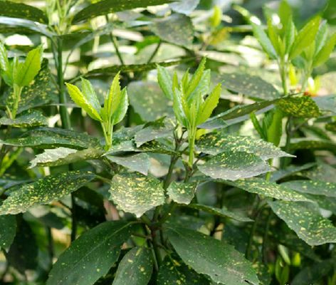 花叶青木(变种)