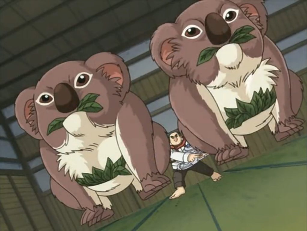 树袋熊