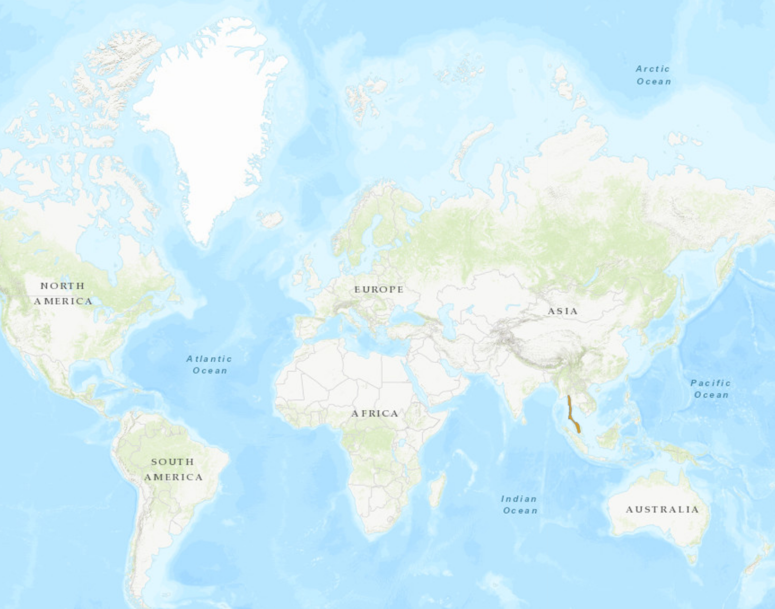 white-fronted scops owl