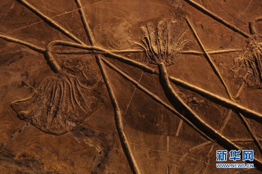  p>关岭古生物化石群国家地质公园(guanling fossil national geopark