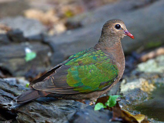 中等体型,尾甚短的地栖型 a target="_blank" href="/item/斑鸠/2527"