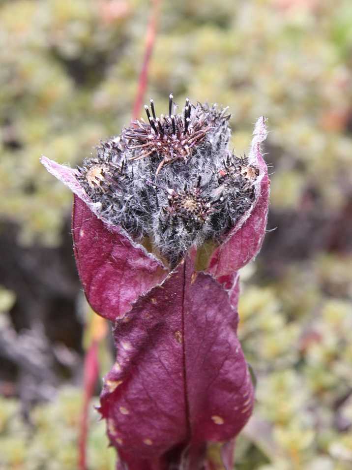  p>紫苞雪莲(学名:saussurea iodostegia hance)为 a href="#" data