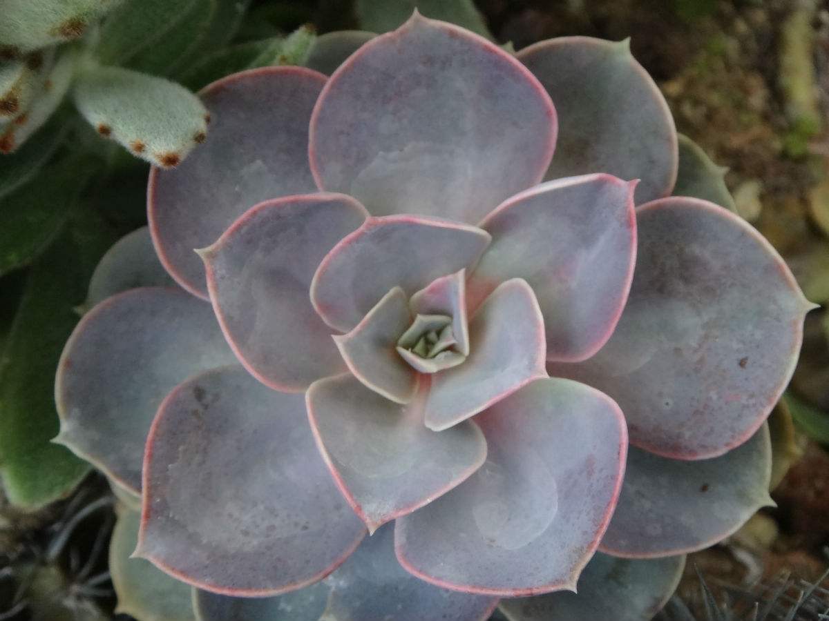  p>石莲花属(echeveria dc.