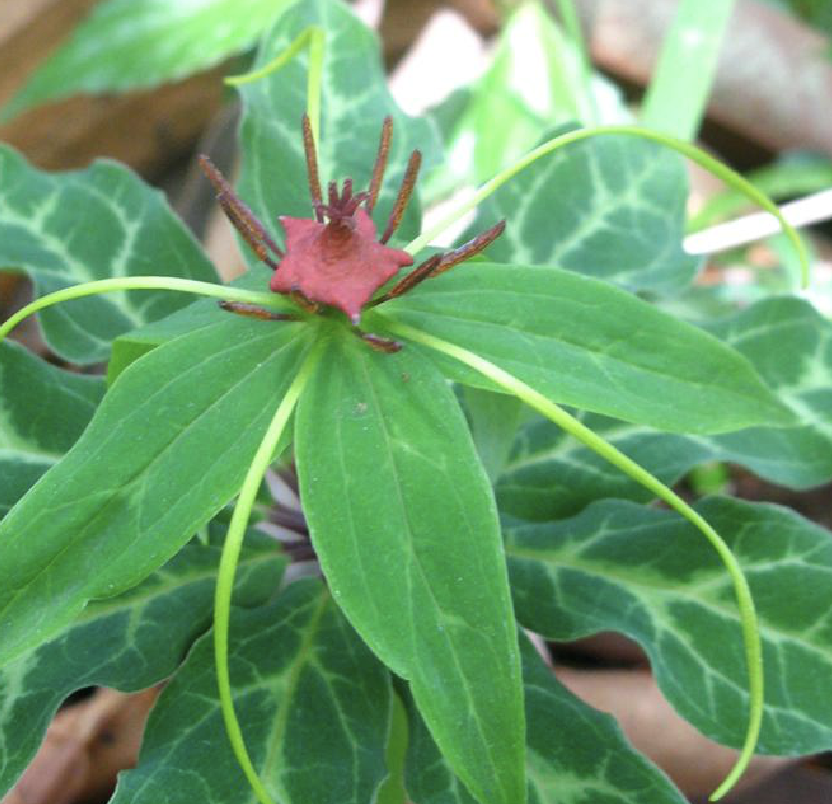  p>毛重楼(学名: i>paris /i>  i>mairei /i> h.lév.