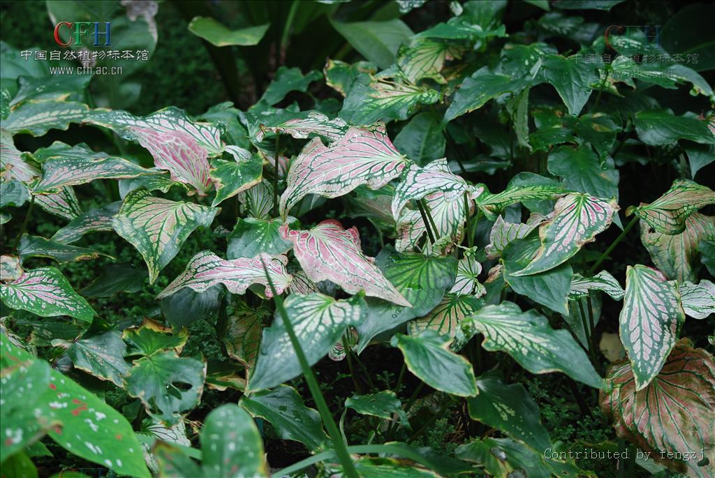  p>五彩芋属,学名caladium vent.