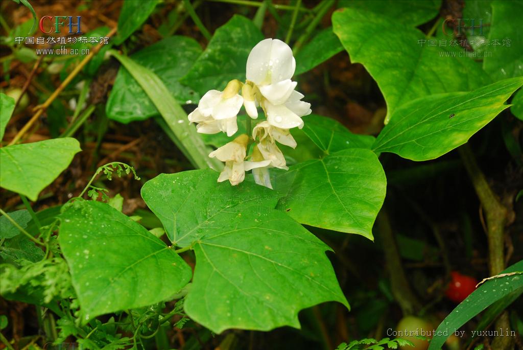  p>豆薯属(学名: i>pachyrhizus&nbsp;rich /i>. ex dc.