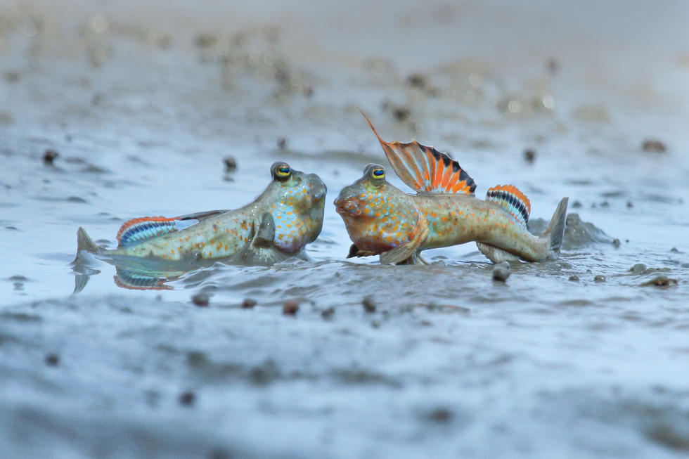  p>弹涂鱼(学名: i>periophthalmus cantonensis /i>)是虾虎鱼科 sup