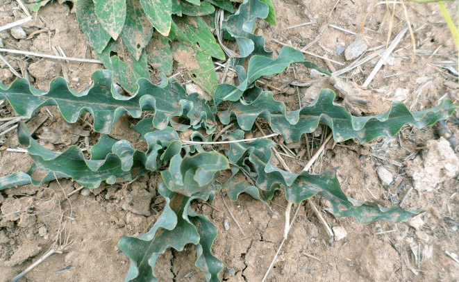  p>老虎嘴,桃叶鸦葱:多年生草本.