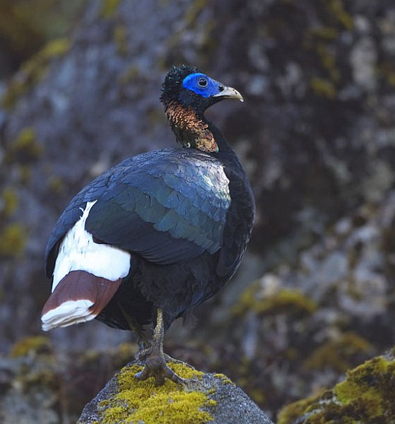 sclaters monal pheasant