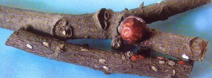  p>大球蚧(学名:eulecanium gigantea)又称为枣大球蚧,梨大球蚧.