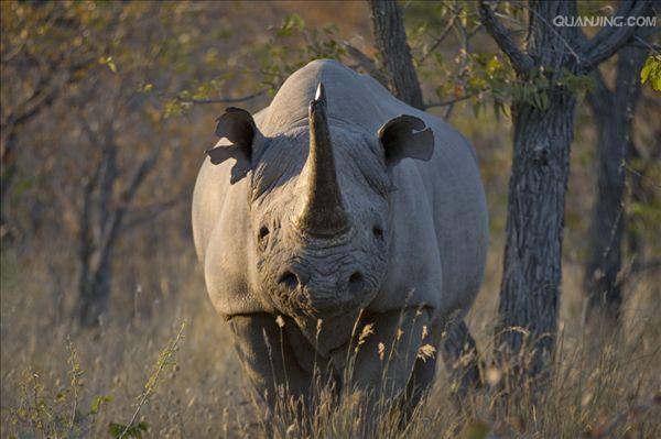  p>黑犀,学名: i> /i> i>diceros bicornis  /i>(linnaeus, 1758), a