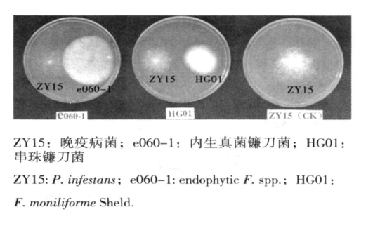 镰刀真菌