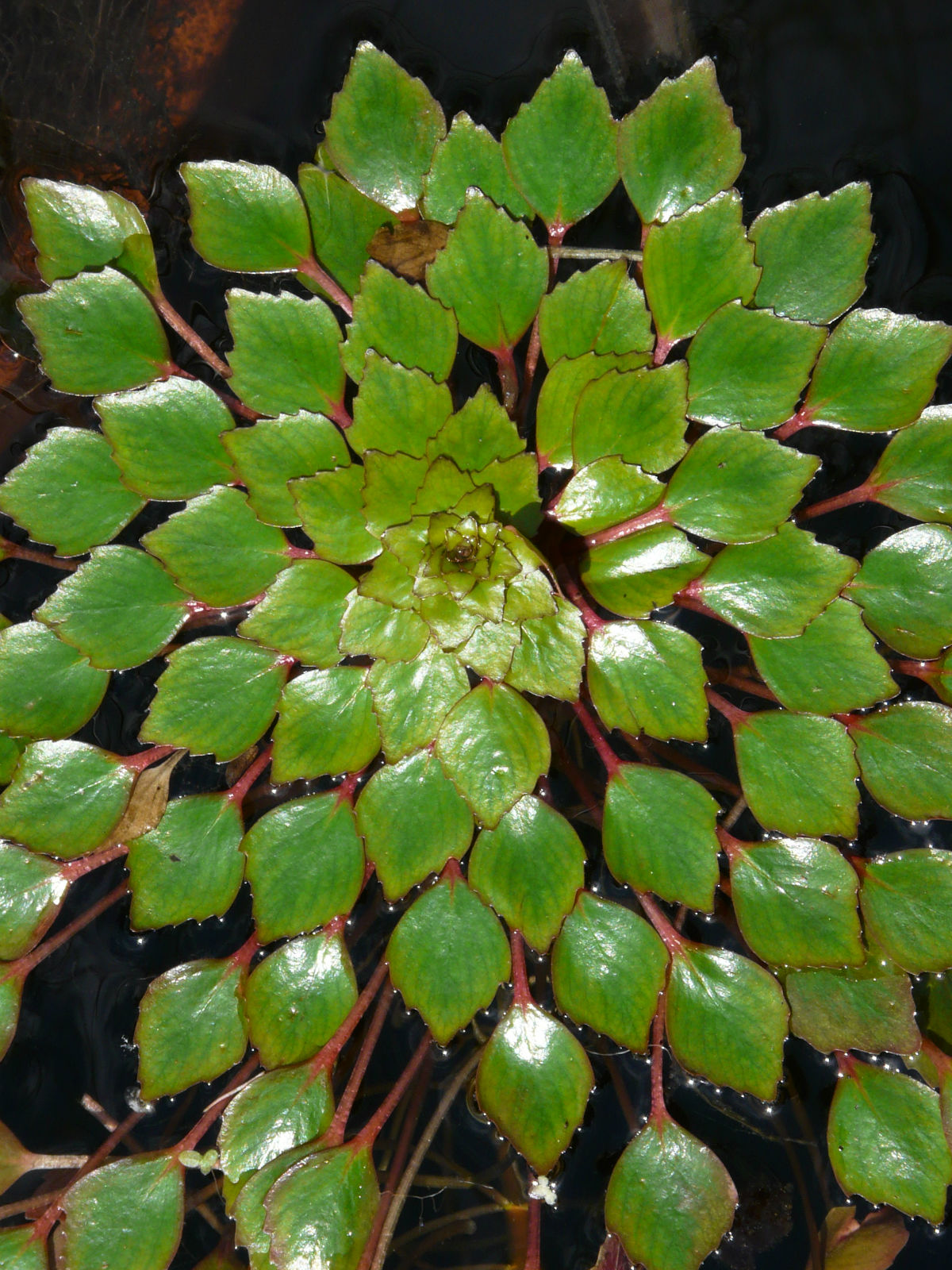 是柳叶菜科,丁香蓼属一年生 a href="#" data-lemmaid="541696">草本