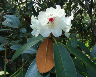  p>褐毛杜鹃(学名: i>rhododendron wasonii /i> hemsl. et wils.