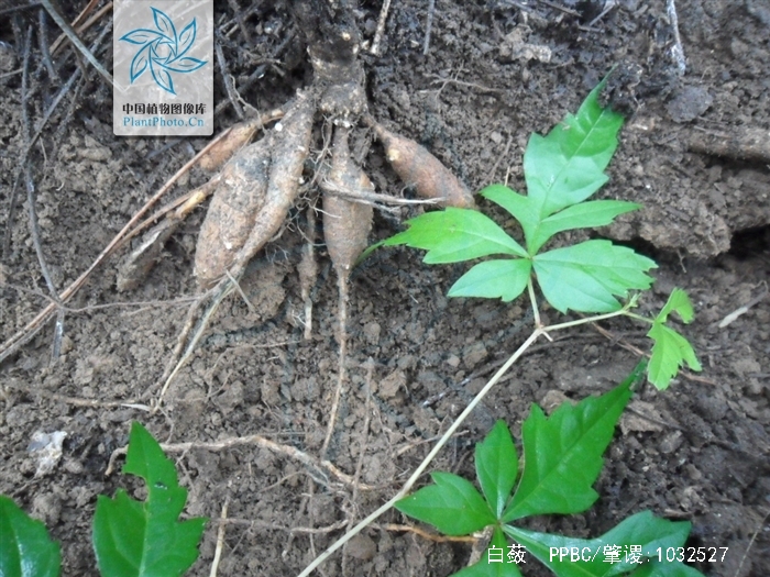  p>白蔹(学名: i>ampelopsis japonica /i> (thunb.