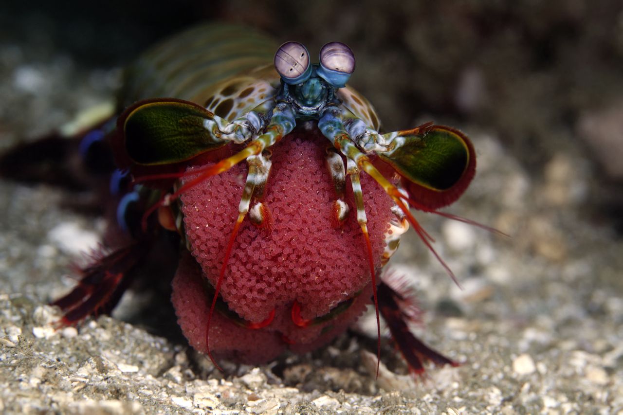  p>雀尾螳螂虾(学名: i>odontodactylus scyllarus /i>):是软甲纲,齿
