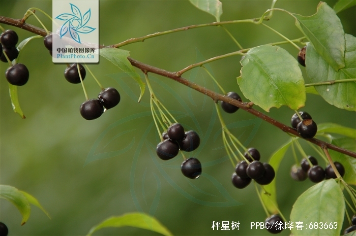 ilex asprella (hook.