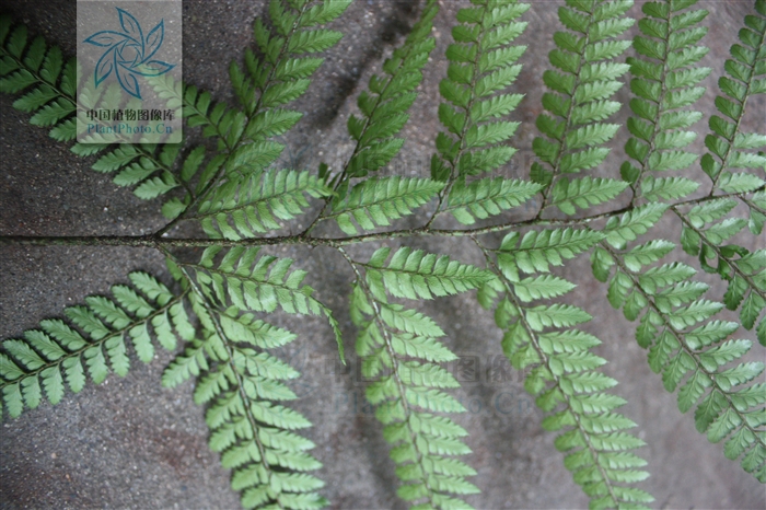 8毫米,棕禾秆色,基部疏被暗棕色,线状披针形鳞片,叶片长圆形.