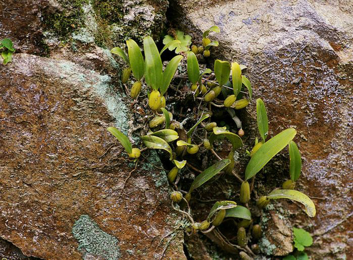  p>广东石豆兰(学名: i>bulbophyllum kwangtungense /i>  schltr.