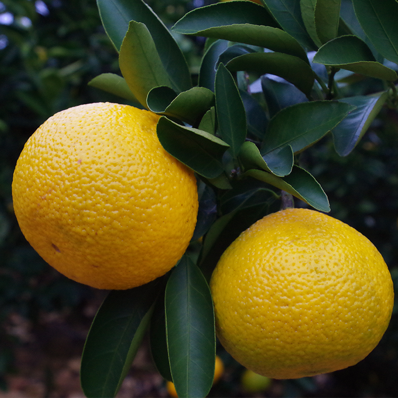 果顶部平坦,果皮橙黄色,果面不太光滑,剥皮略难,同胡柚相近,带有橙