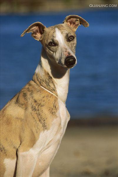  p data-id="gnwxevpu8m">惠比特犬是真正的运动型猎犬,中型视觉猎犬