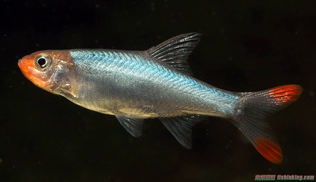 鲤科鱼类分布在底栖或水中层,为 a target="_blan