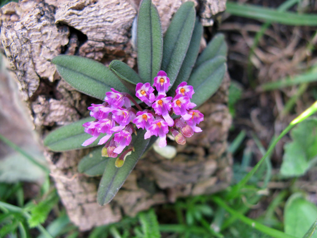  p>圆叶匙唇兰(学名: i>schoenorchis tixieri /i>  (guillaum.