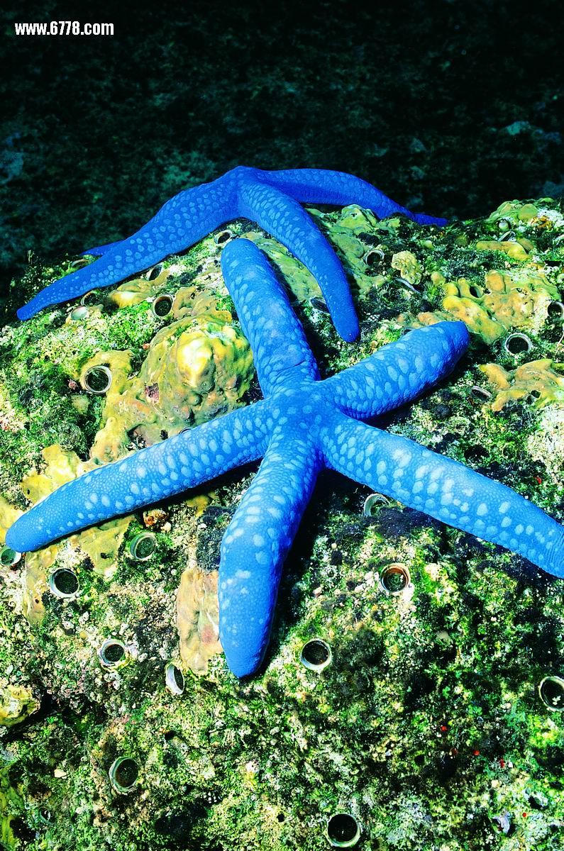  p>海星类starfishes seastars,背腹扁平,呈星形,由中央盘和5个(基数)