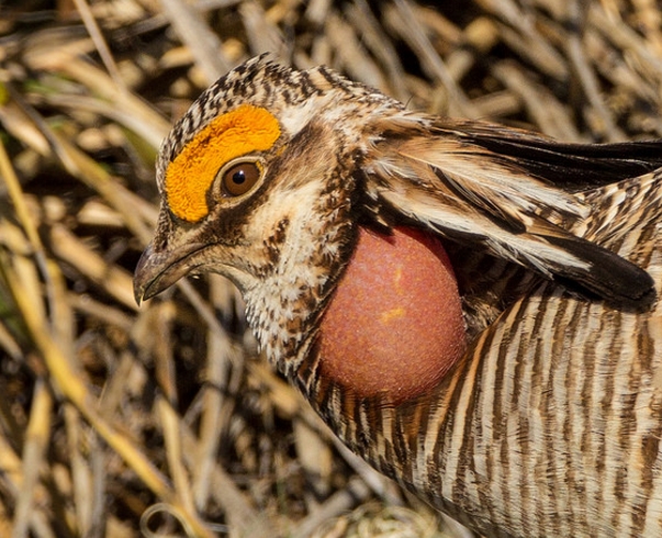 tympanuchus pallidicinctus