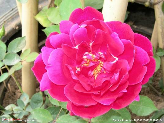 百花（花卉统称）_百度百科
